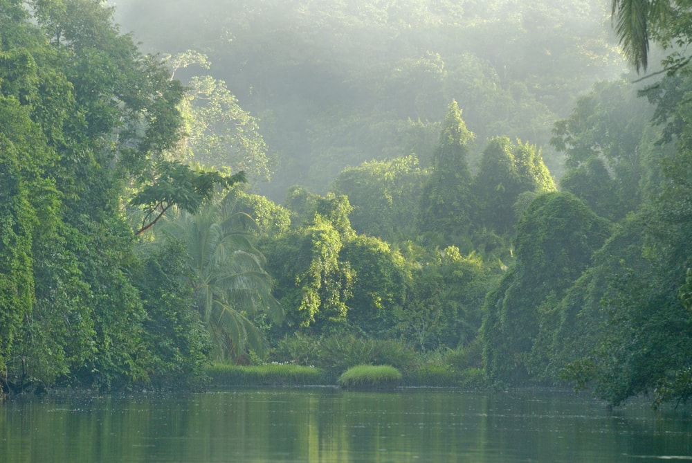 View of the Rio Sirena River in Corcovado National park in Costa Rica