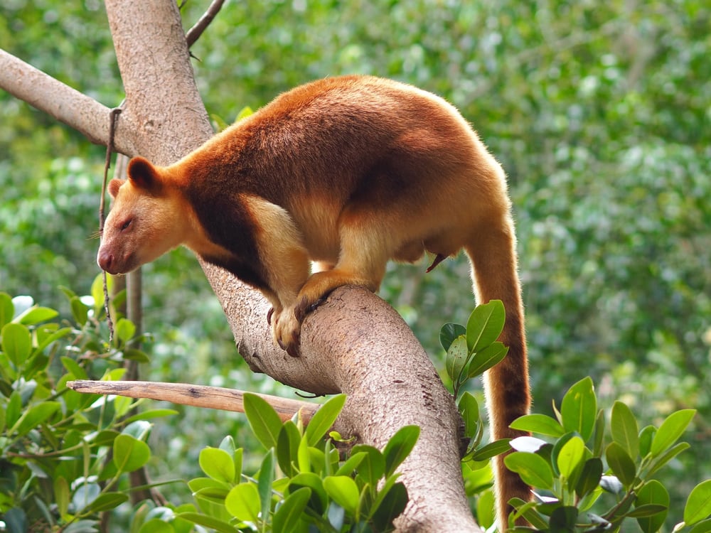 a Goodfellow's Tree Kangaroo on a tree
