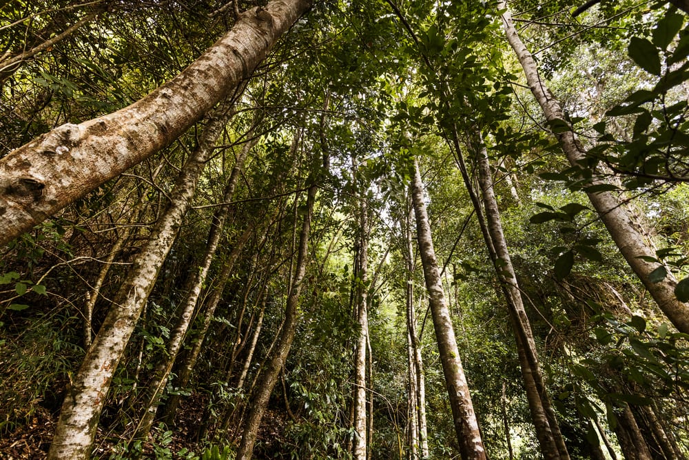 Trees in the Valdivian temperate rain forests