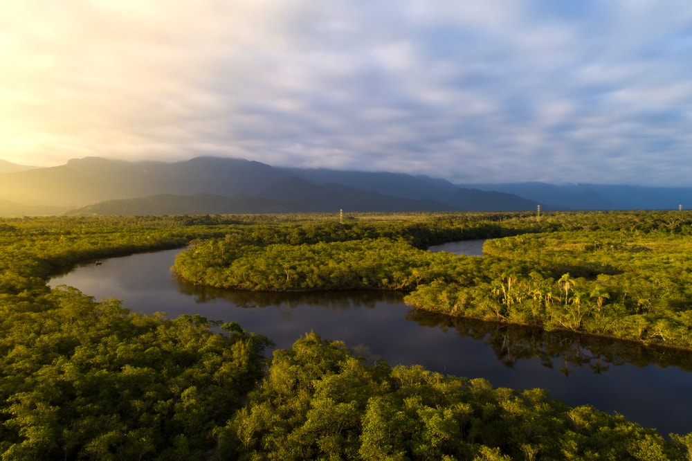 View of the Amazon Rainforest and river in Brazil