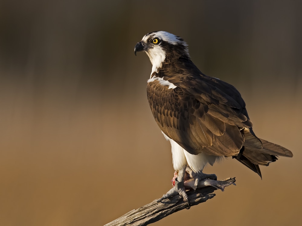 An osprey standing on a tree branch holding a fish