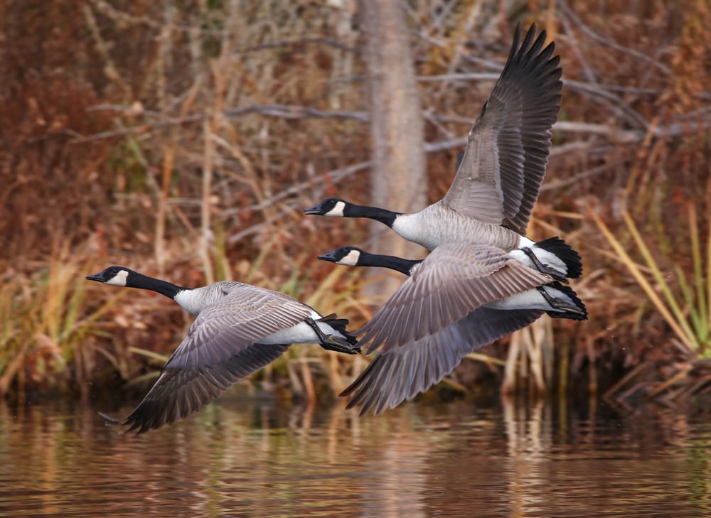 Canadian geese in flight