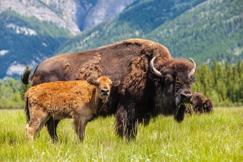 An adult and a calf American Bison eating grass