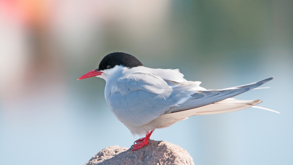 Close up image of an Arctic tern on a rock
