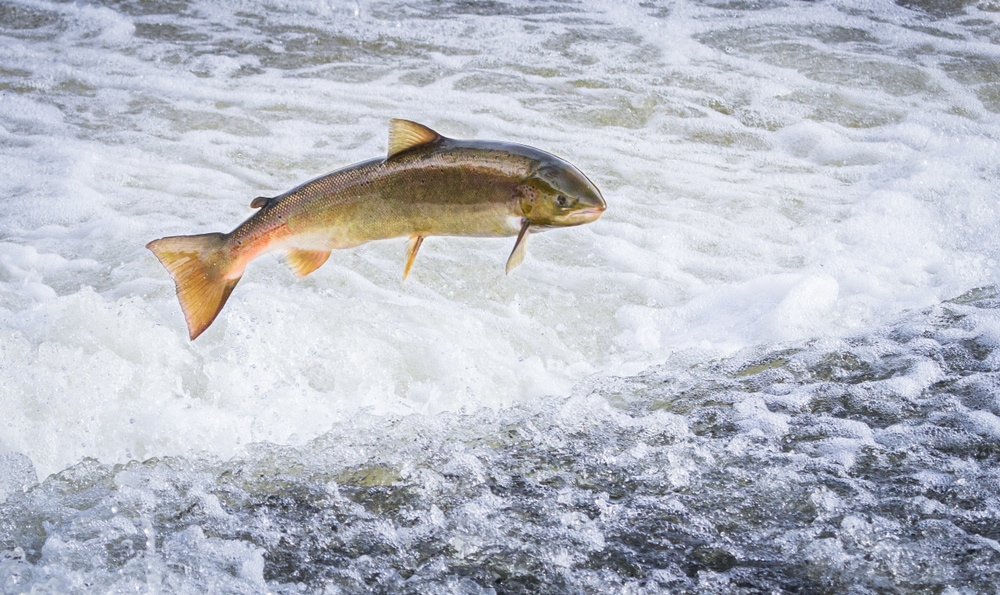 An Atlantic salmon jumping out of the water