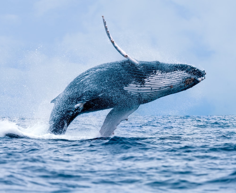 A humpback whale jumping out of the water