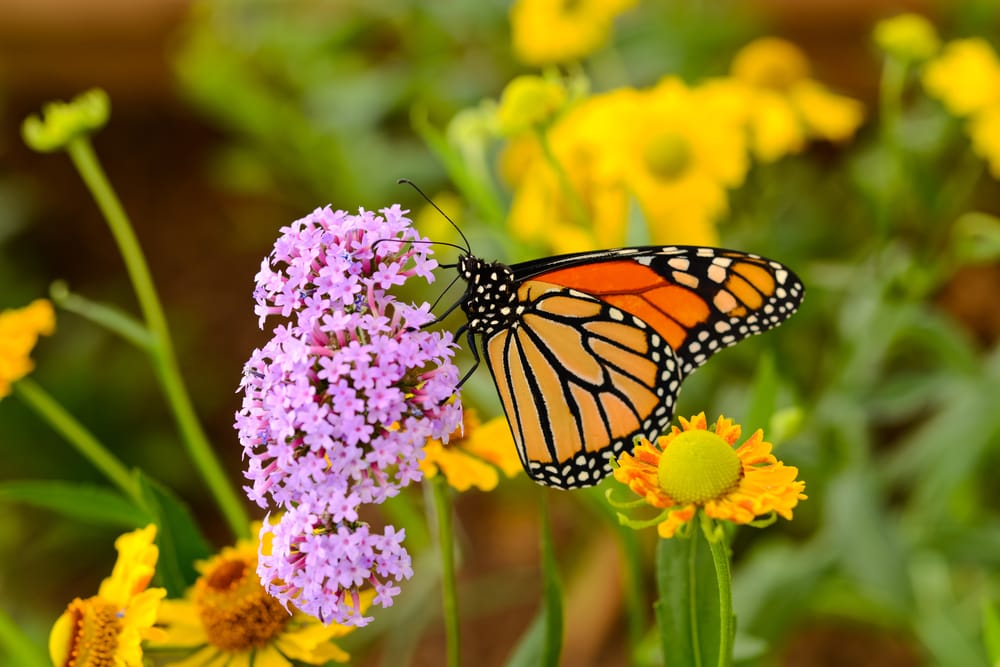 A monarch butterfly feeding on pink flowers in a Summer garden