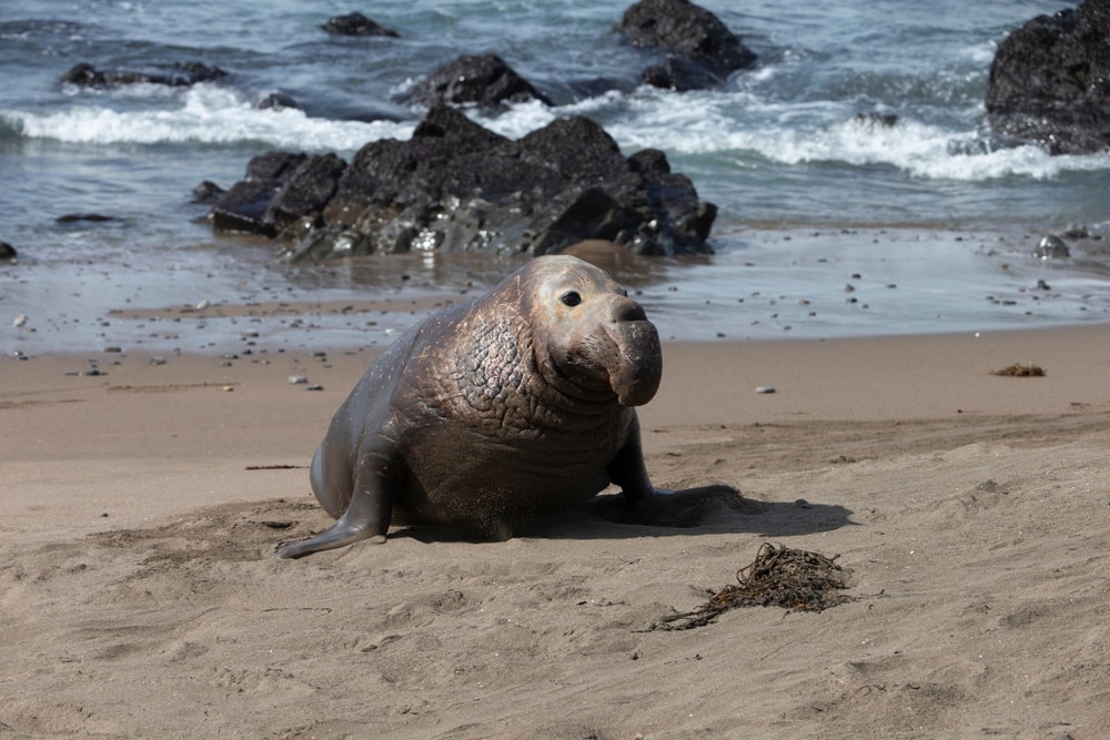 Northern elephant seal on a beach