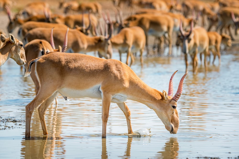 A saiga antelope drinking water
