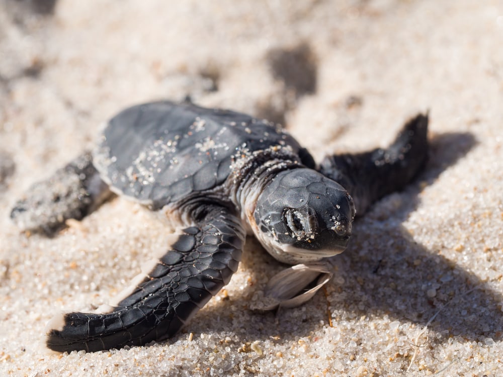 Green sea turtle walking toward the ocean