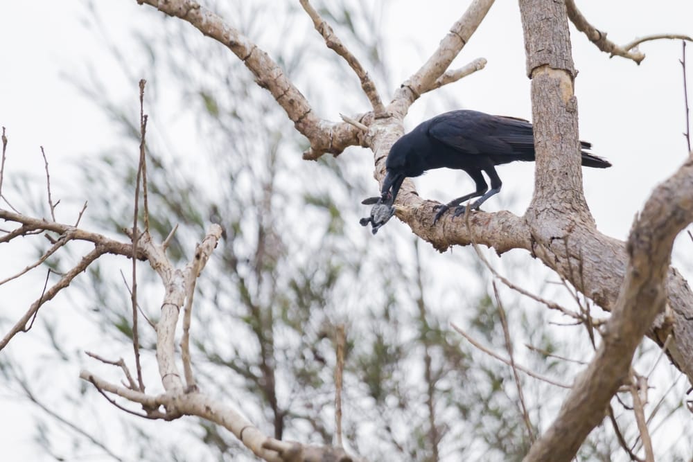 Green sea turtle eaten by the crow
