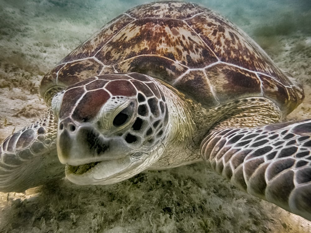 Close up photo of the green sea turtle swimming under the ocean