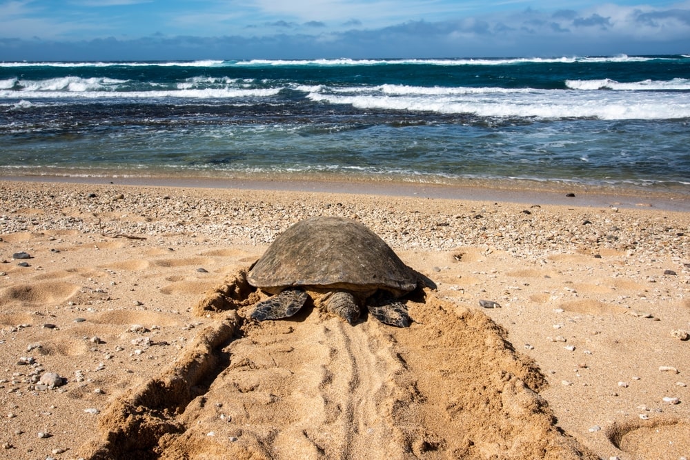 Green sea turtle making its way to the ocean