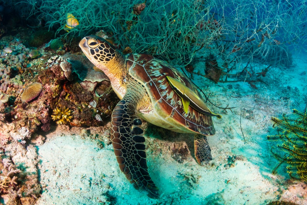 Green sea turtle going up to the surface from the corals