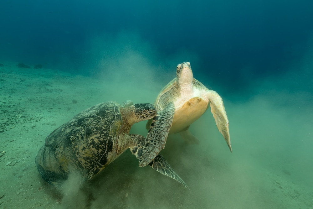 Two green sea turtles mating under the ocean
