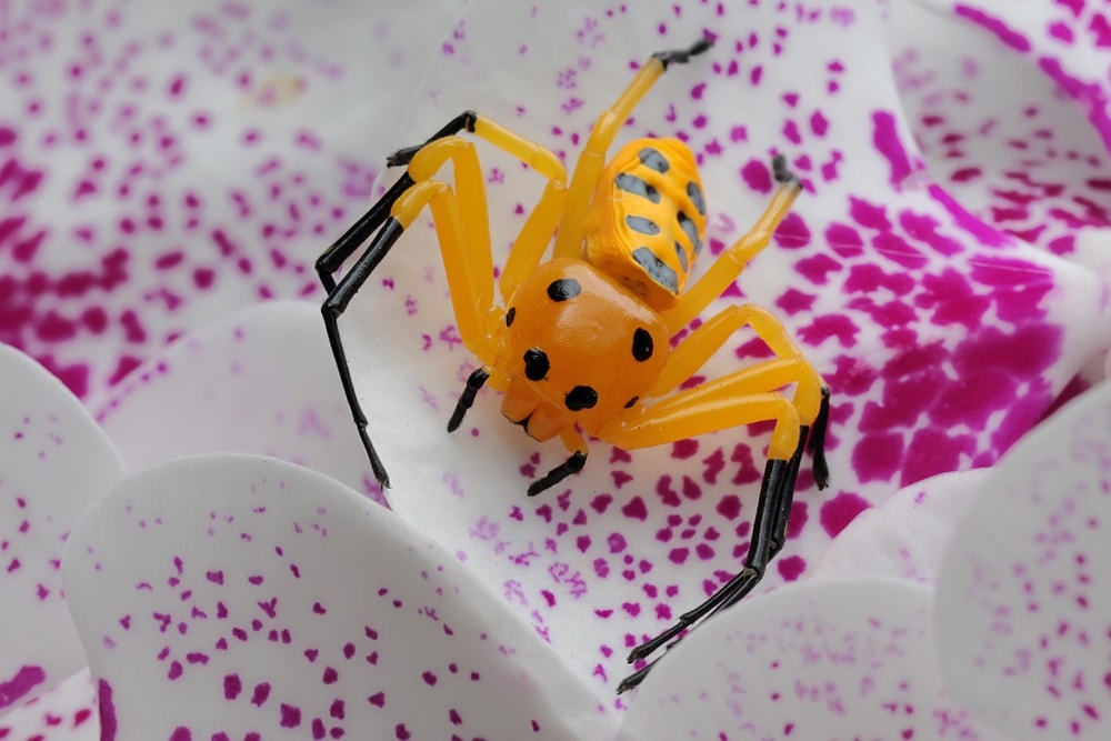 Yellow spider laying on a white flower