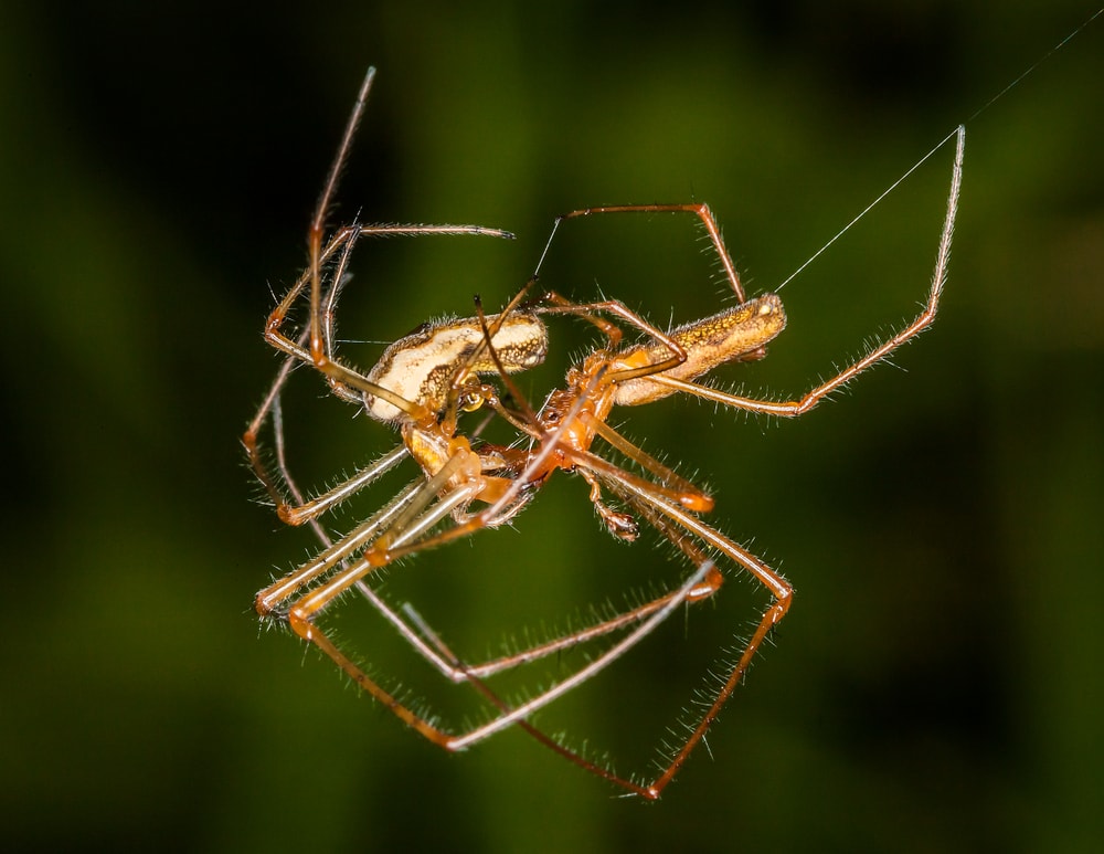 Two spider mating on a web