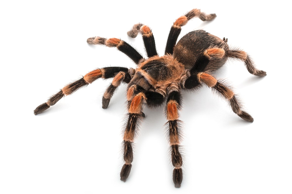 Tarantula laying on white background
