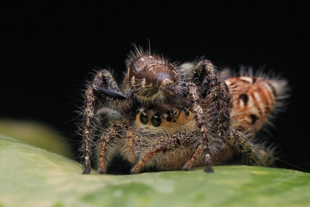 Two spiders on top of each other