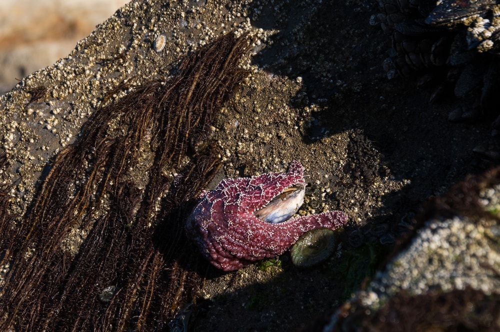 Starfish laying on a deep sand with fish on its mouth