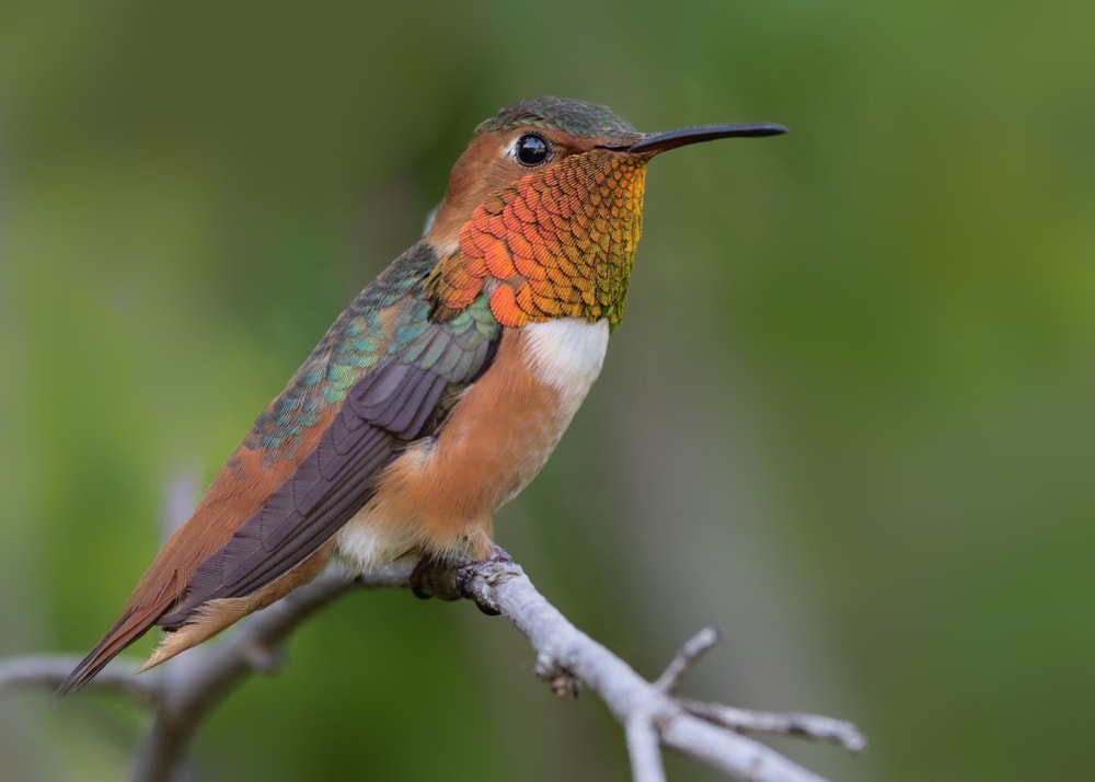 Close up image of a male Allen's hummingbird perched on a branch