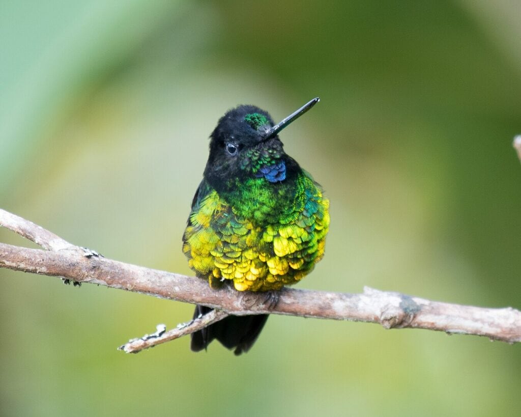 A  glittering starfrontlet, also called the dusky starfrontlet, perched on a branch