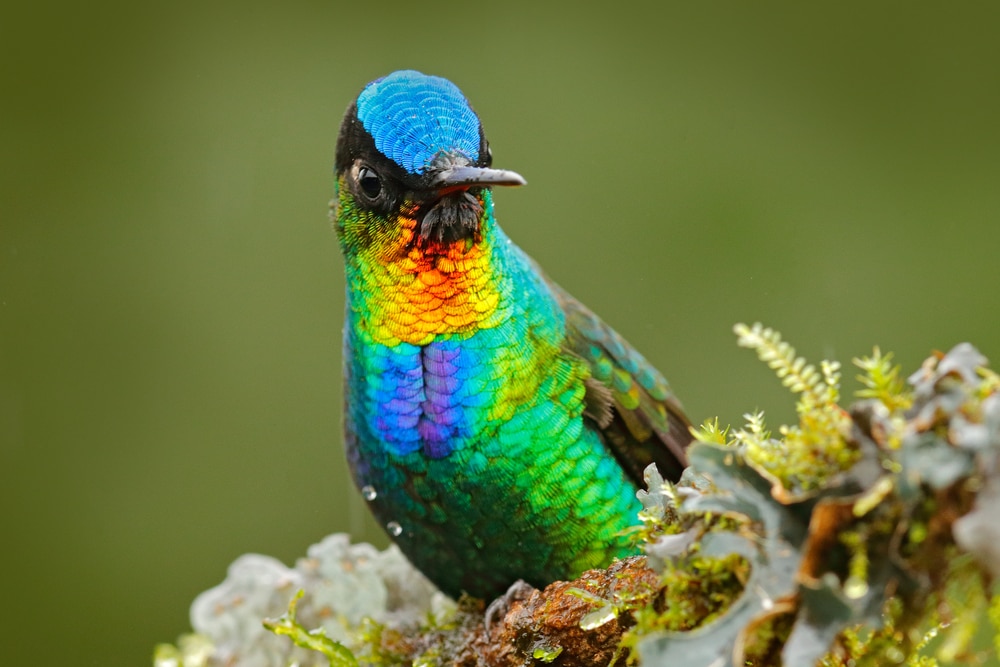 Close up of a Fiery-throated Hummingbird perched on a plant