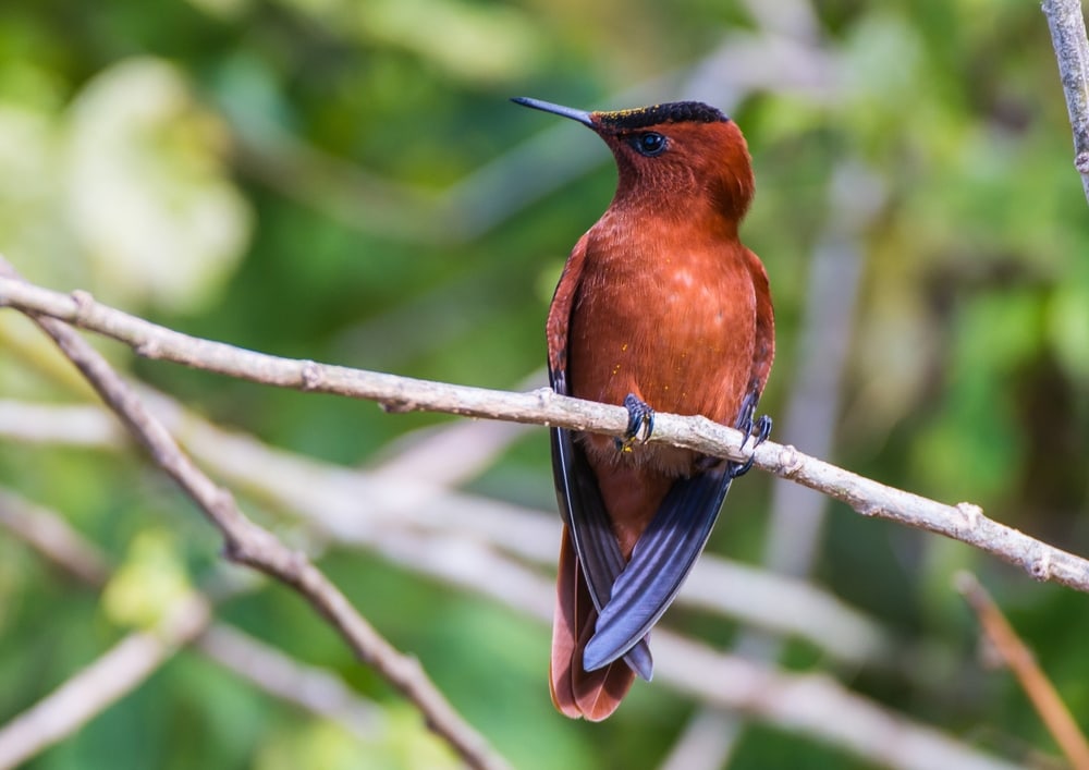 A Juan Fernández firecrown hummingbird perched on a branch