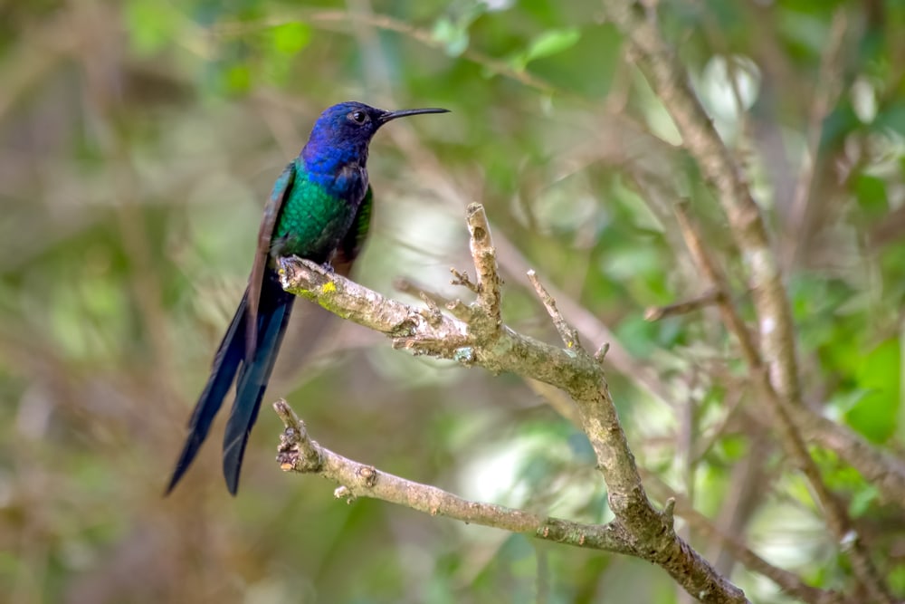 a Swallow-tailed Hummingbird on a branch