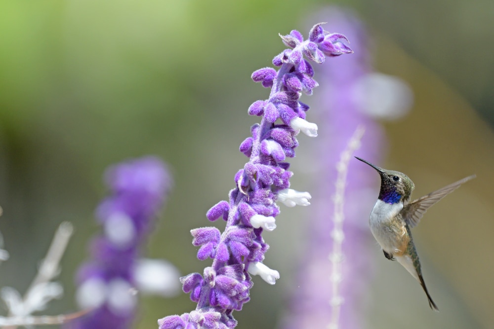 A Chilean Woodstar hovering near Salvia leucantha flowers