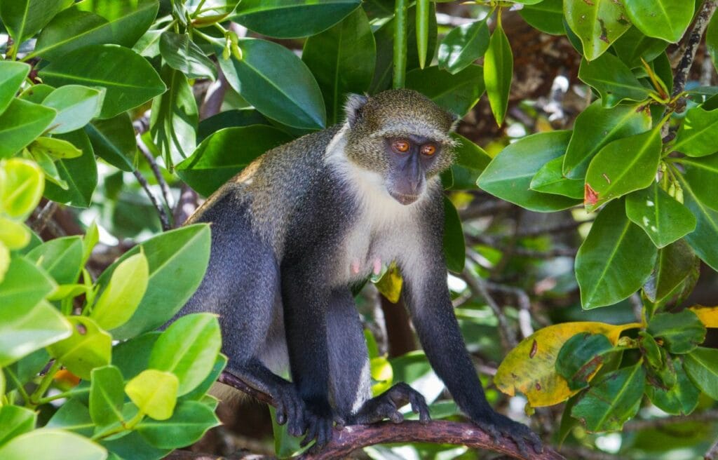 a blue monkey on a tree