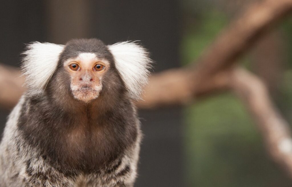 portrait of a common marmoset