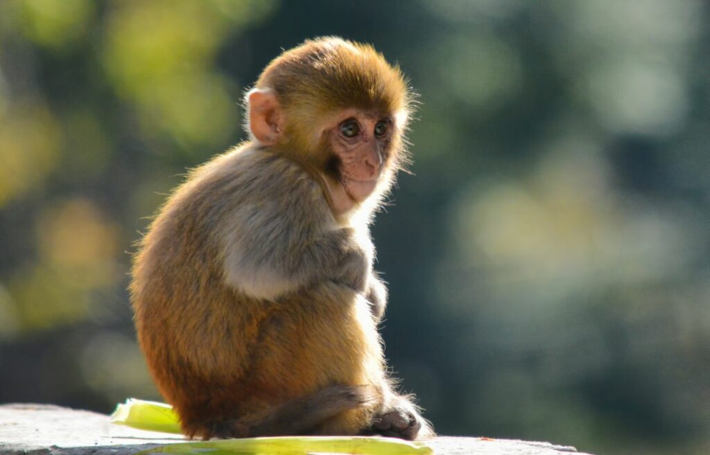 a cute young monkey sitting
