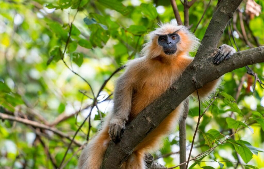 a Gee’s Golden Langur clingng on a tree branch