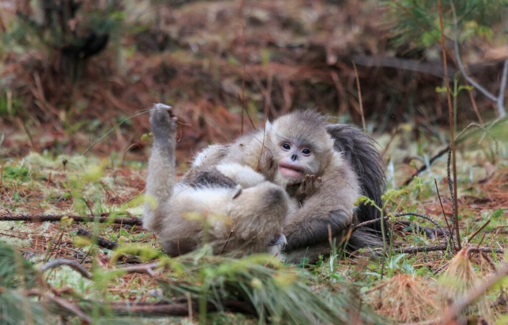 two Black Snub-Nosed Monkey playing with each other