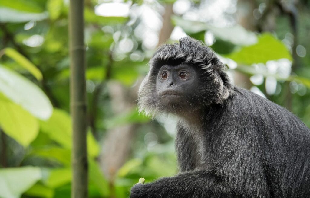 portrait of a young East Javan Langur in a forest