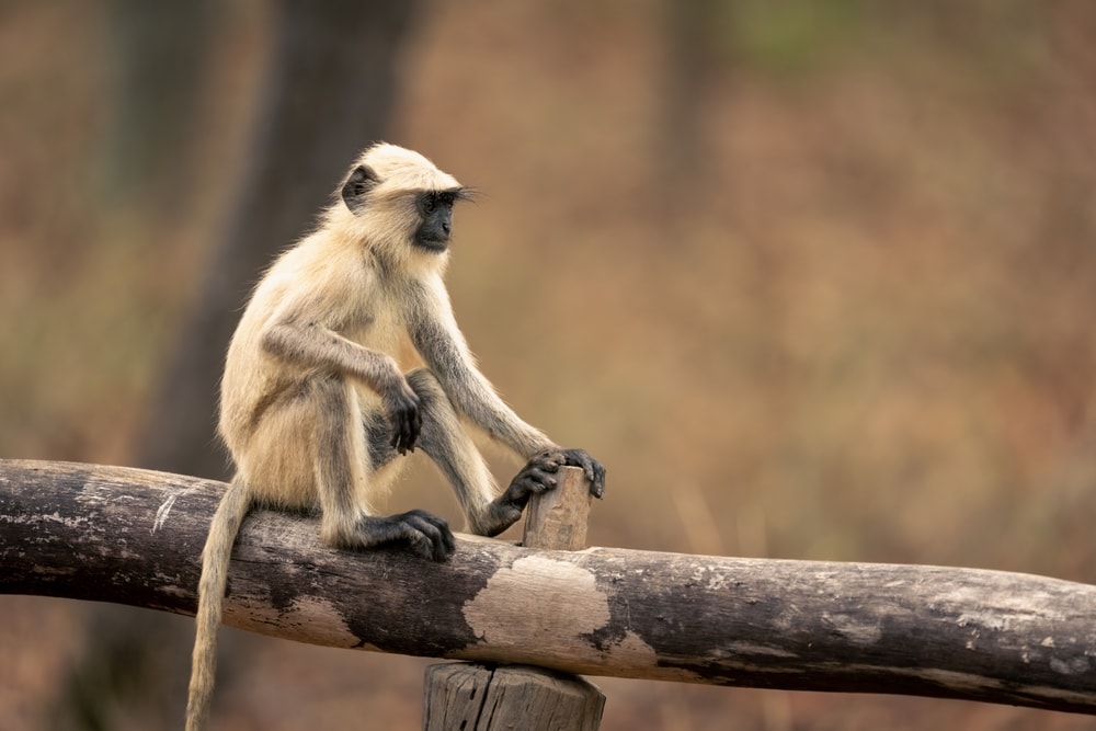 a Northern Plains Gray Langur on a tree log