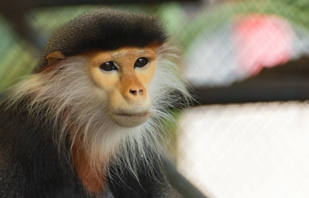 Portrait of a Red-Shanked Douc in a conservatory