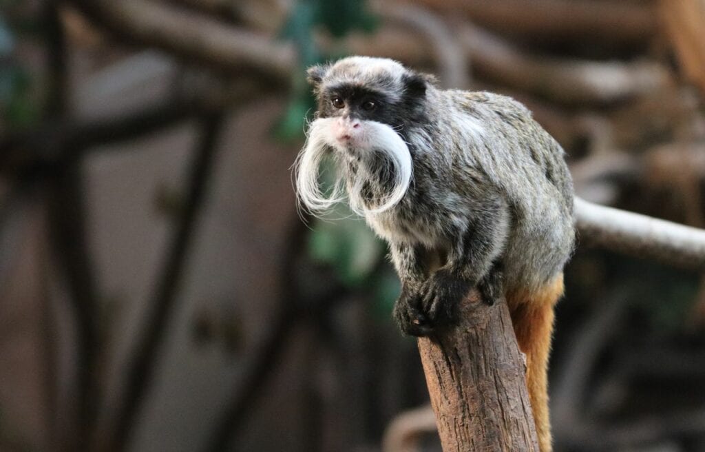 an emperor tamarin on the tip of a tree branch