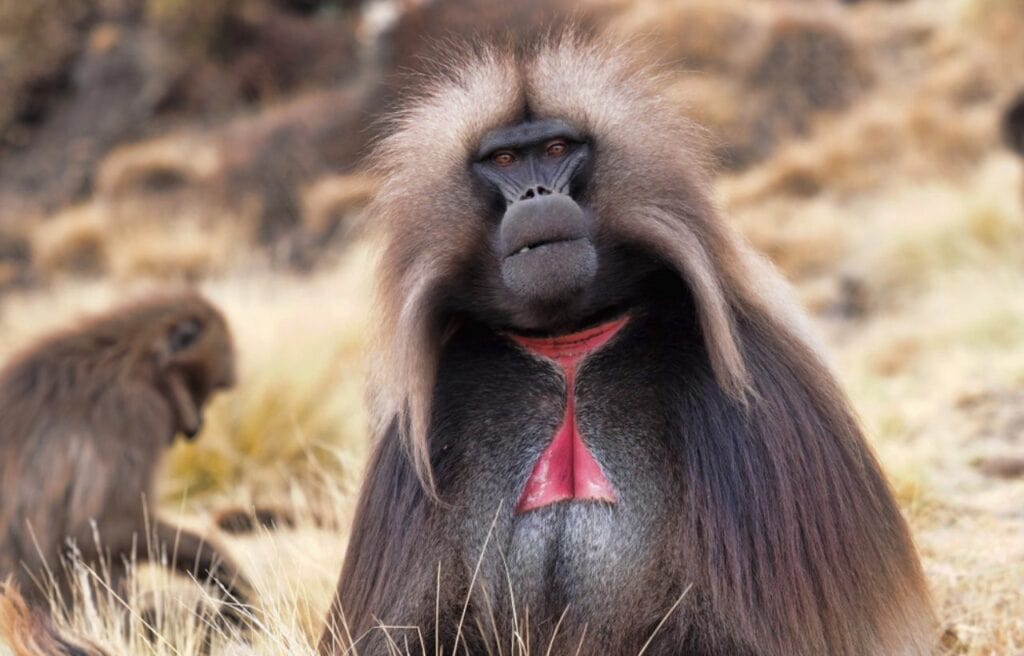 portrait of a gelada baboon on grasslands