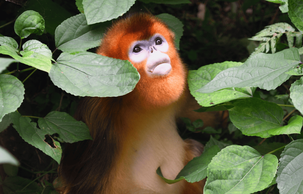 A golden snub-nosed monkey hiding behind leaves
