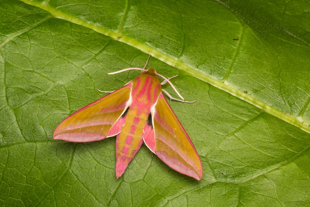 Elephant Hawk Moth (Deilephila elpenor) laying on leaf in a close up camera