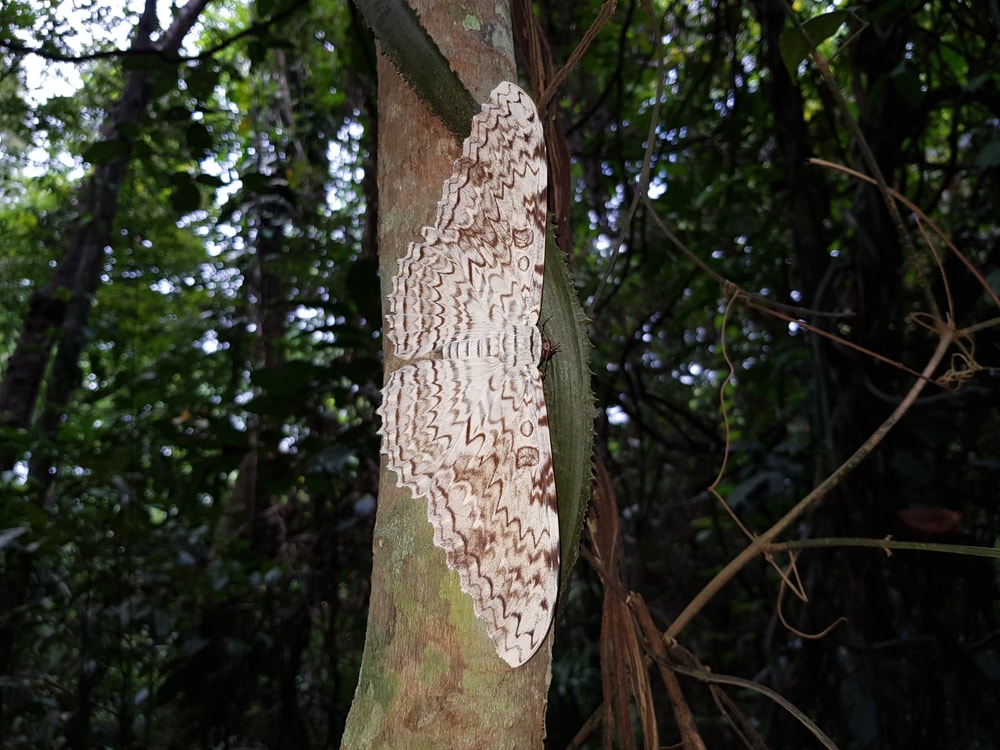 White Witch Moth (Thysania agrippina) sticking in the tree