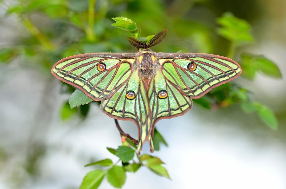 Spanish Moon Moth (Graellsia isabellae) on top of a plant