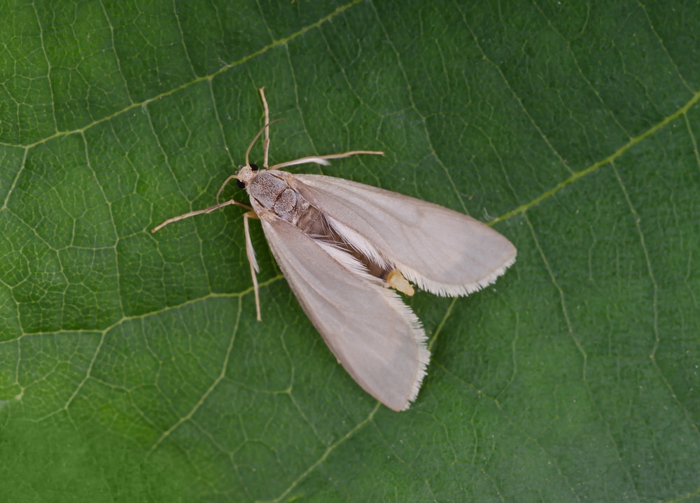 Water Veneer Moth (Acentria ephemerella) laying on a leaf in close up