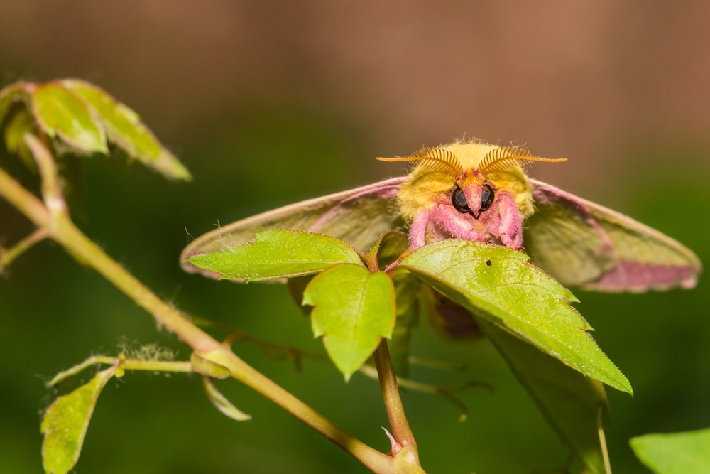 Rosy Maple Moth (Dryocampa rubicunda) laying on top of leaf
