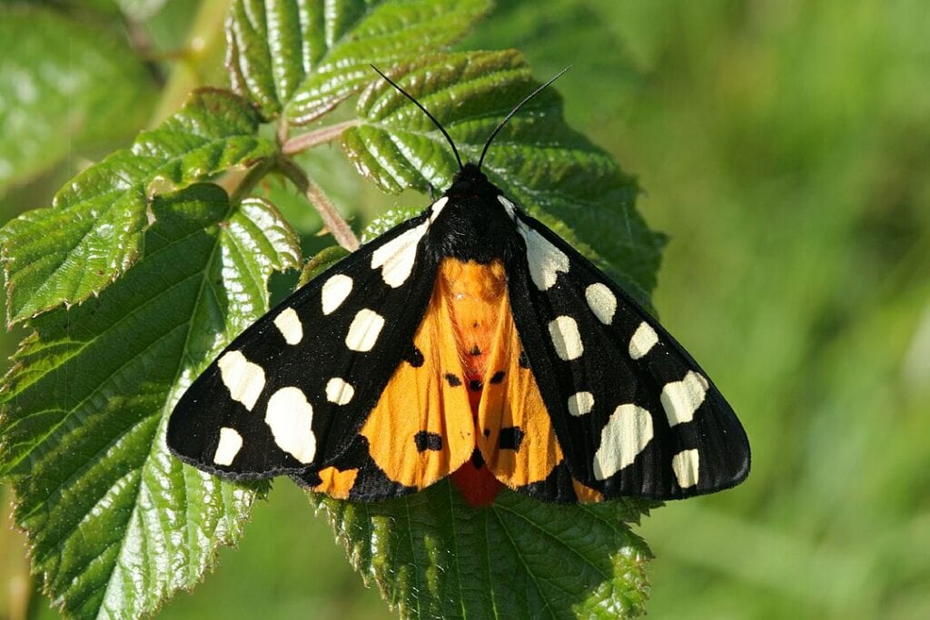 Cream-spot Tiger Moth (Arctia villica) relaxing on top of a plant