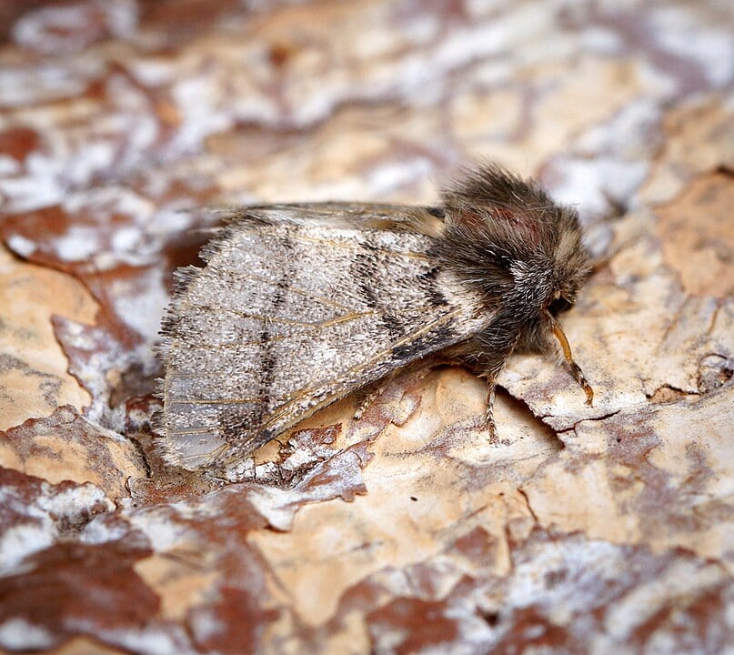 Oak Processionary Moth (Thaumetopoea processionea) 