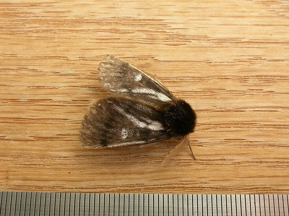 Bag Shelter Moth (Ochrogaster lunifer) sleeping on a wooden table