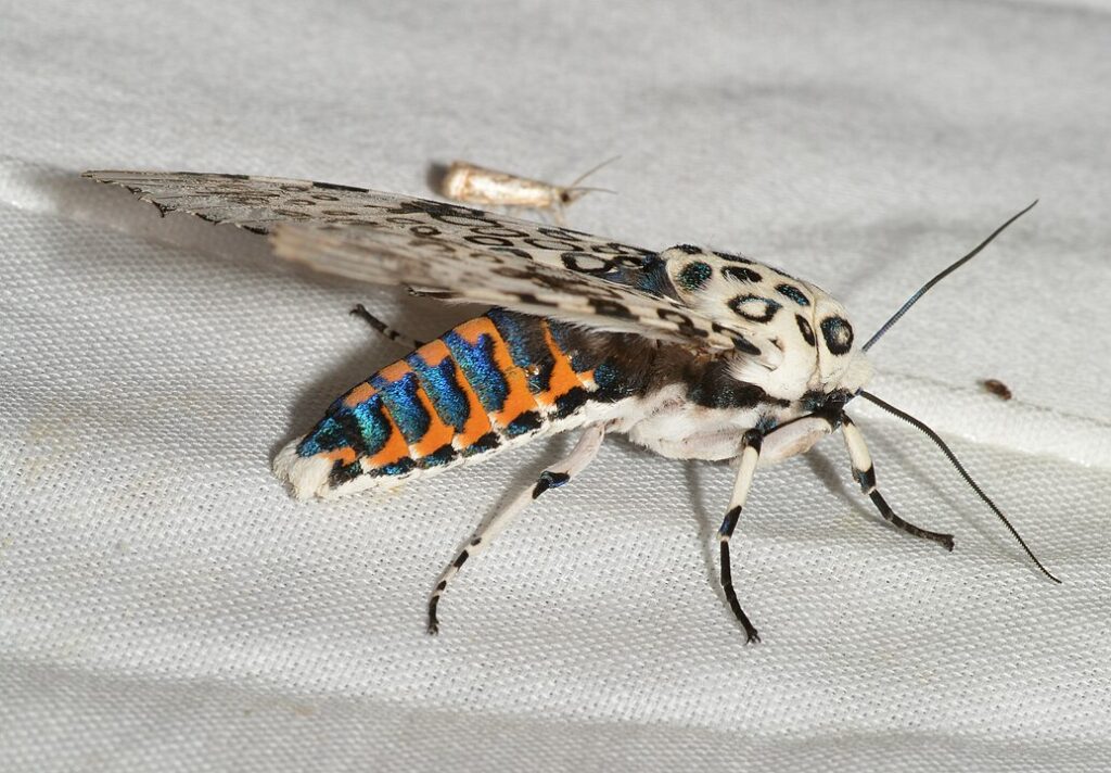 Giant Leopard Moth (Hypercompe scribonia) landed on a white cloth